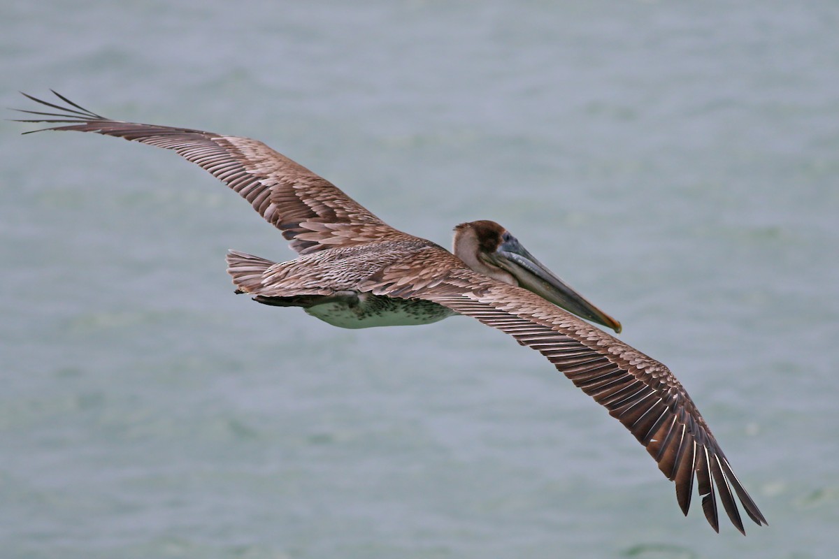 Brown Pelican (California) - Jan Andersson