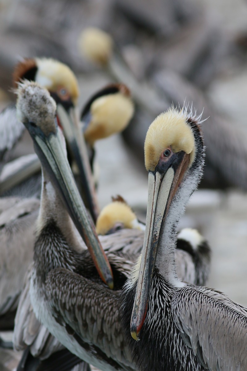 Brown Pelican (California) - Jan Andersson