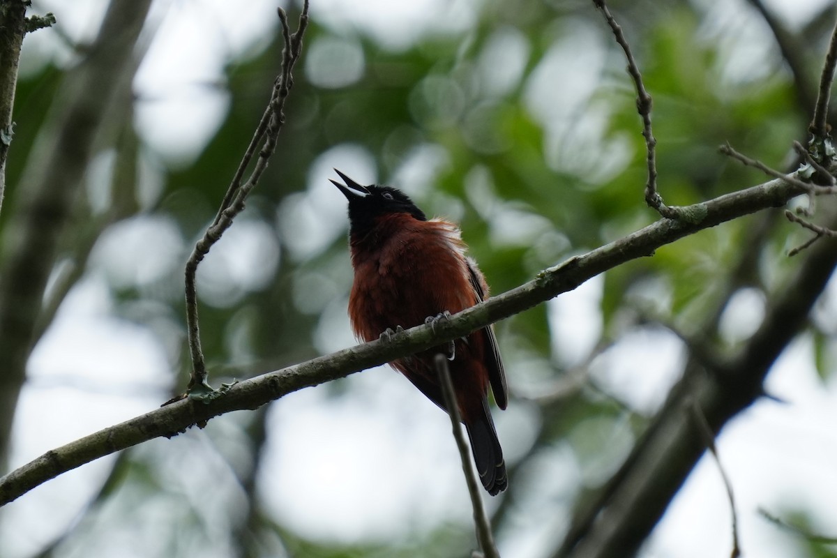 Orchard Oriole - ML617727928