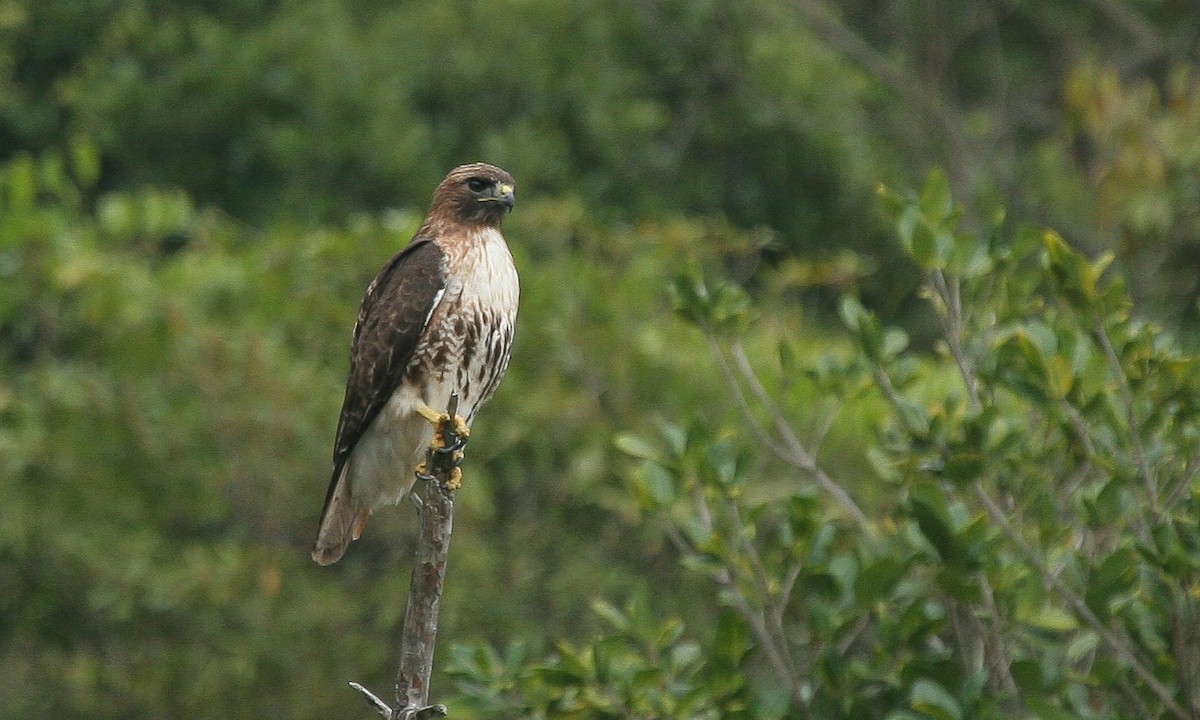 Red-tailed Hawk - Chris Wood