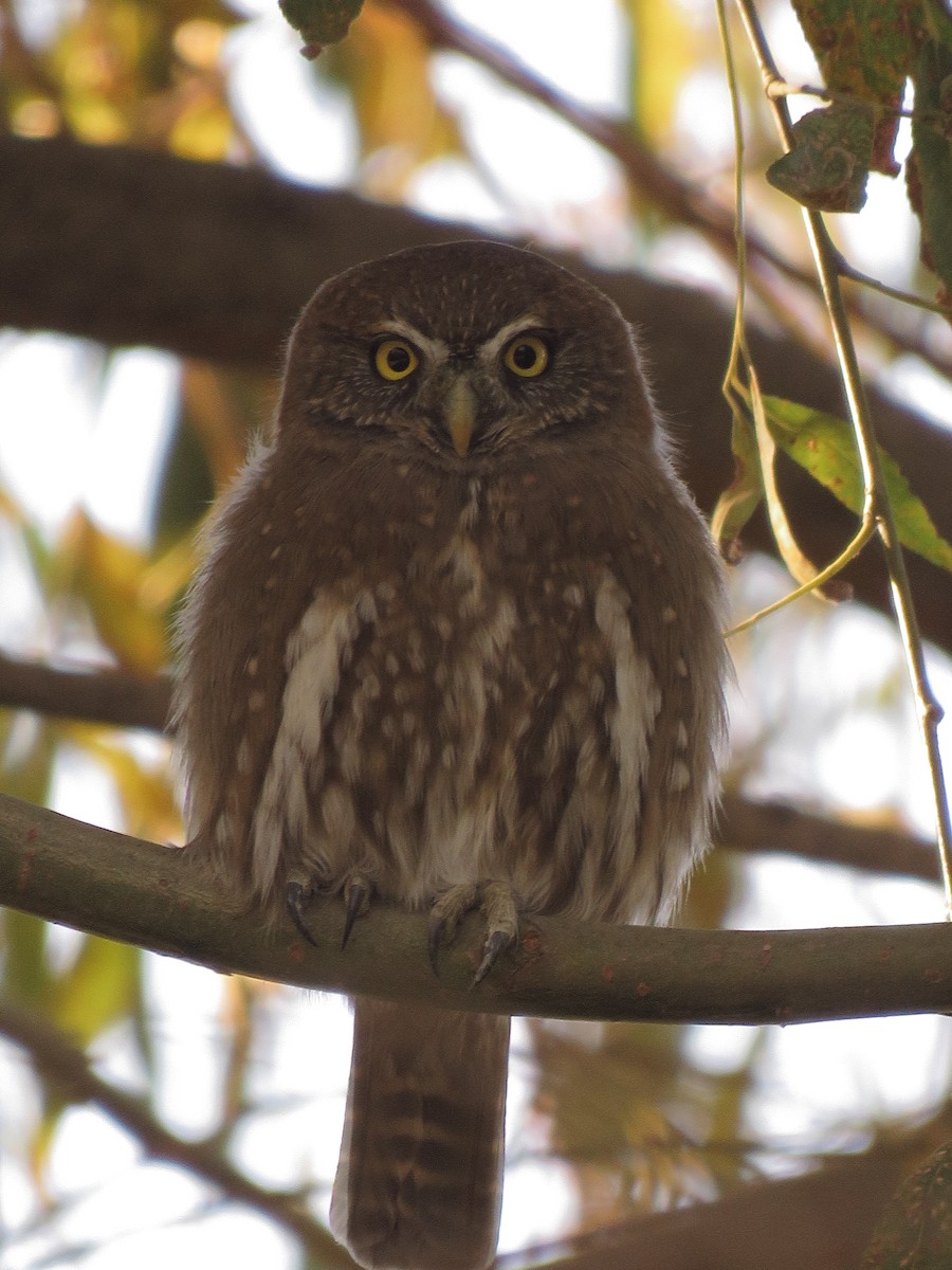 Austral Pygmy-Owl - Dickson Jorquera
