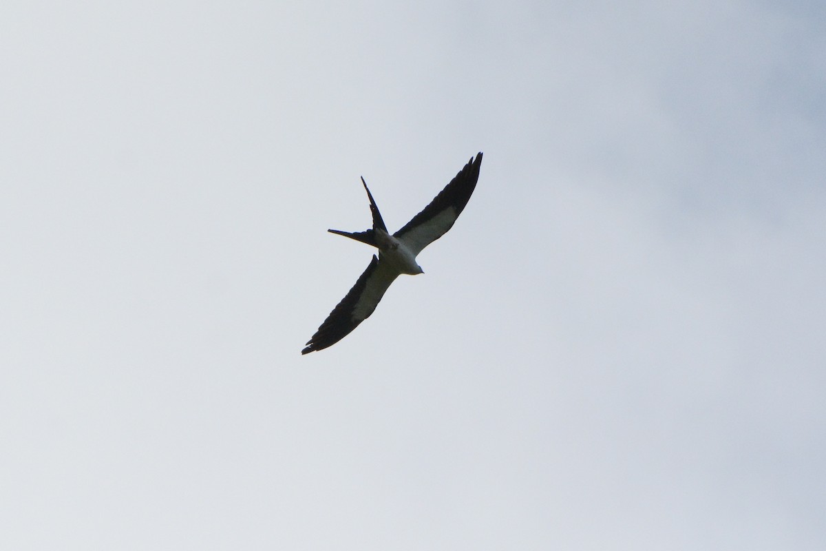 Swallow-tailed Kite - ML617728101