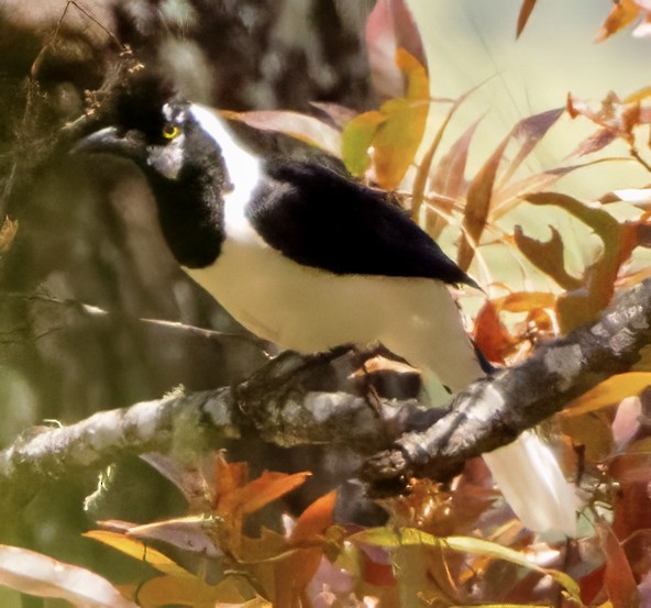 Tufted Jay - Scott Young