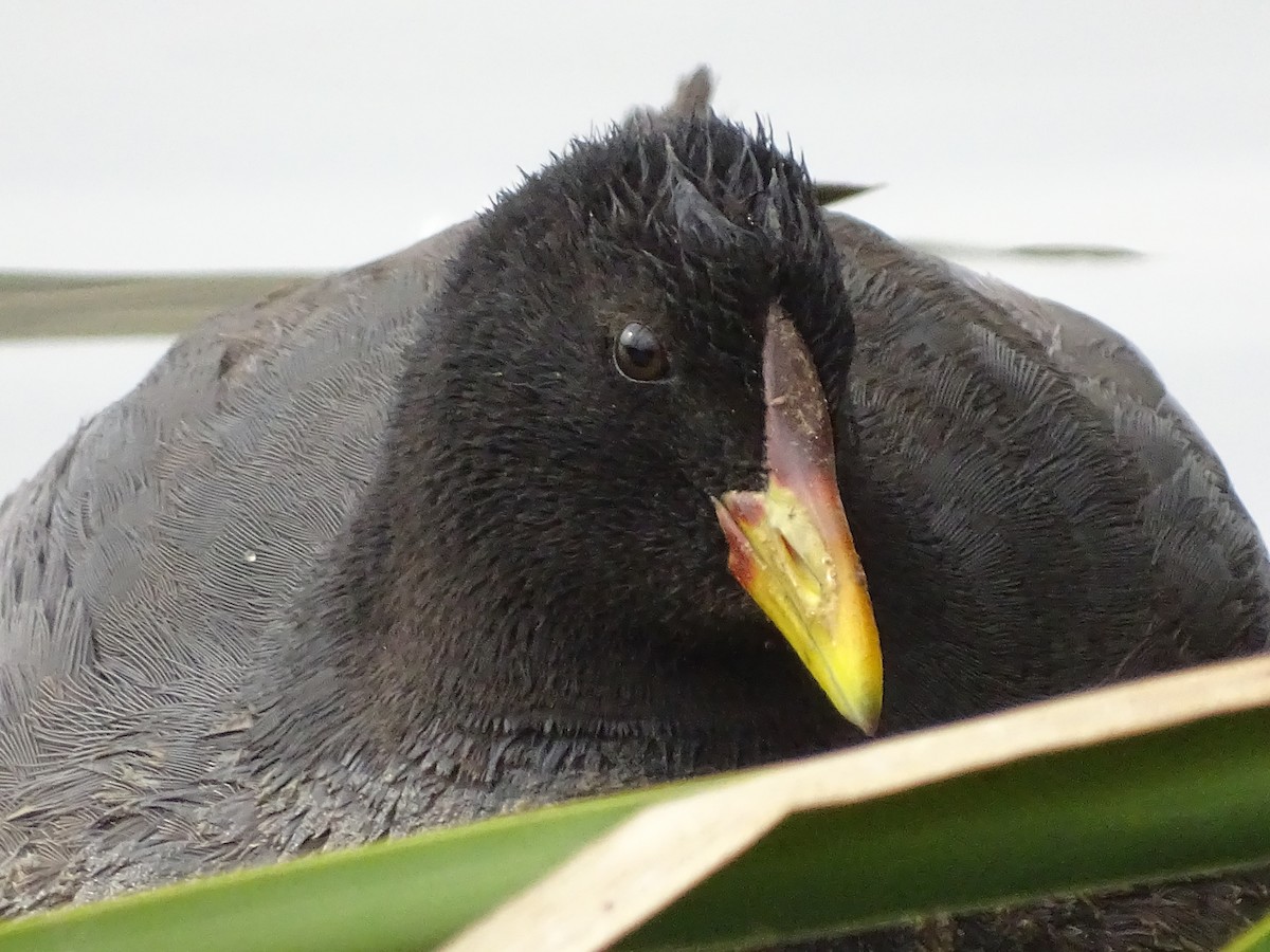 Red-fronted Coot - ML617728133