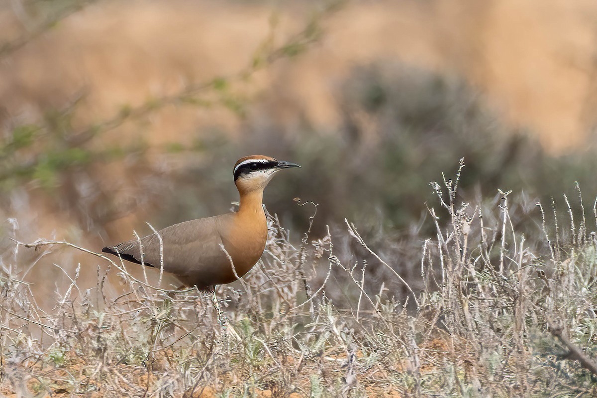 Indian Courser - ML617728142