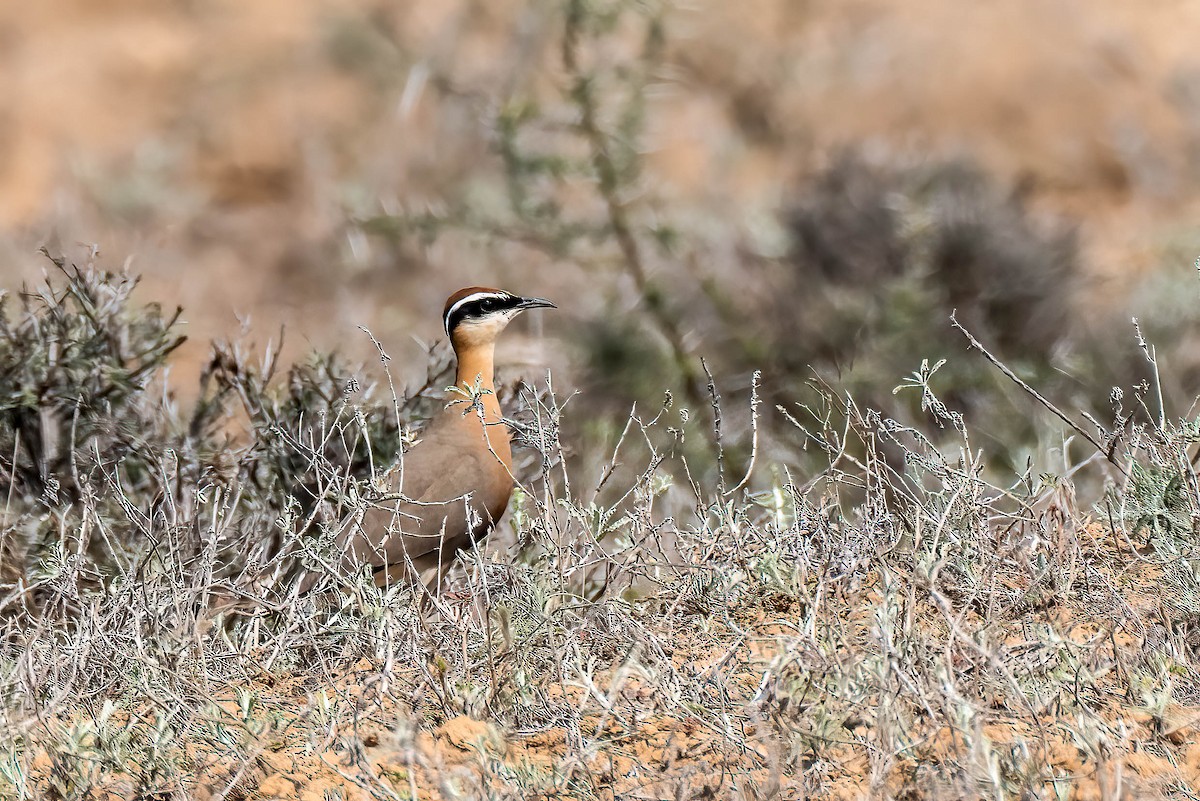 Indian Courser - ML617728143