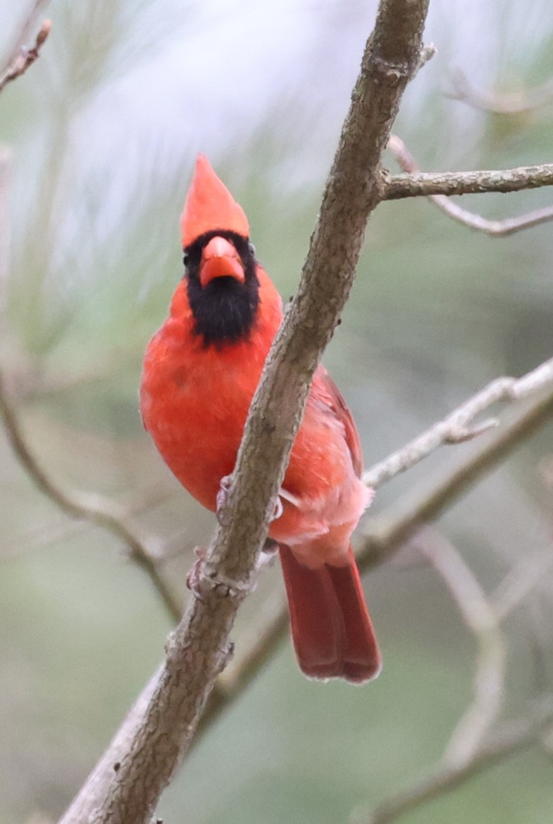 Northern Cardinal (Common) - ML617728146