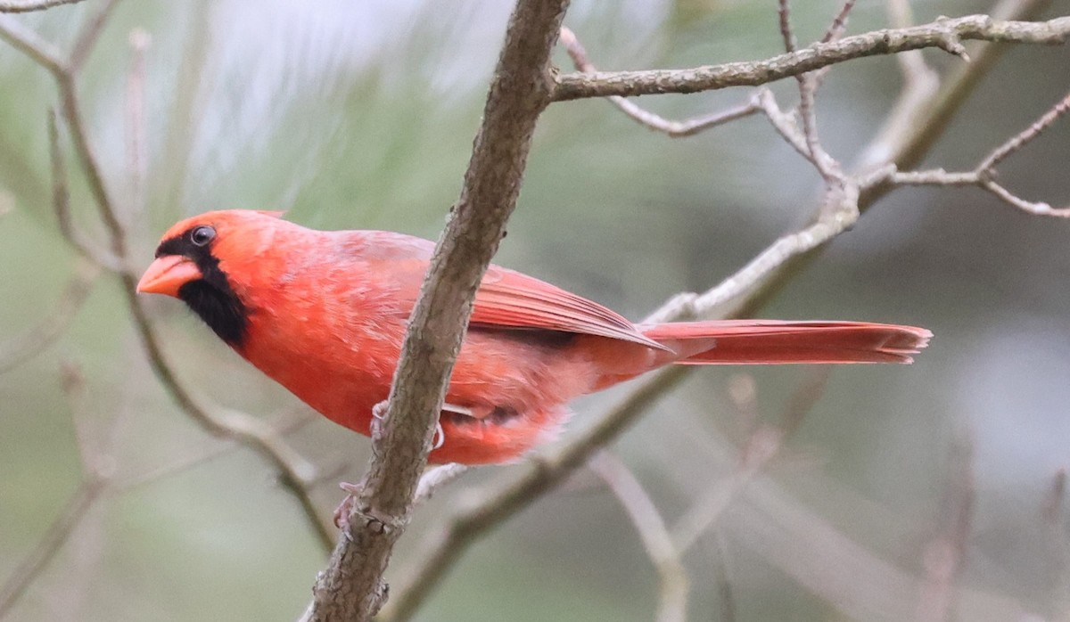 Northern Cardinal (Common) - ML617728147