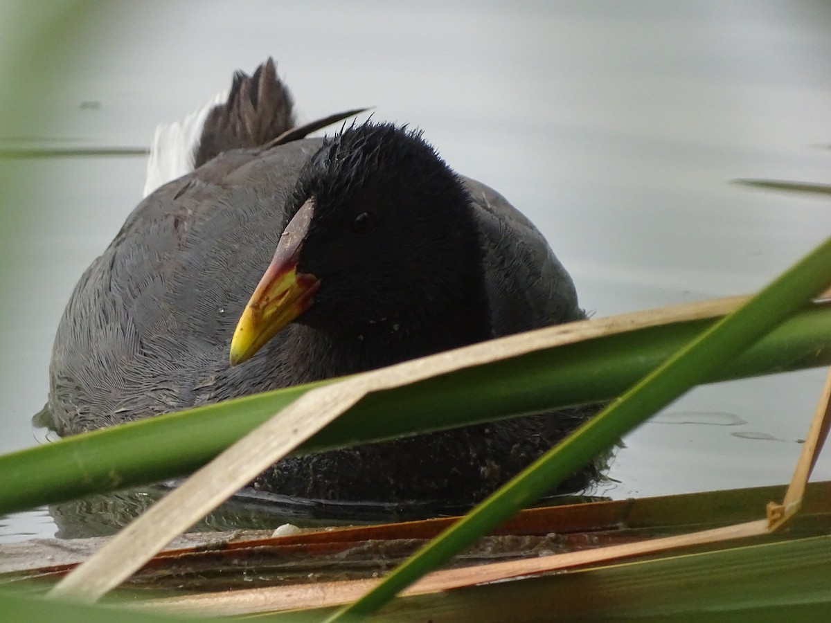 Red-fronted Coot - ML617728154