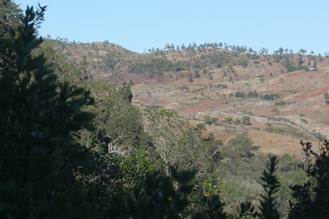 Deforestation in the habitat of Hispaniolan Trogon; Pedernales, Dominican Republic. -  - 