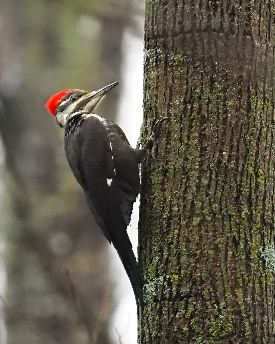 Pileated Woodpecker - ML617728222