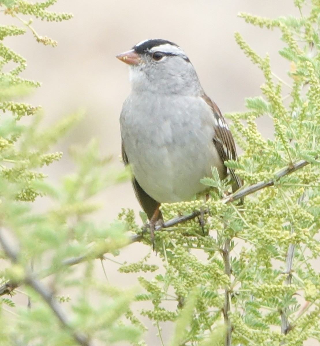 White-crowned Sparrow (Dark-lored) - ML617728398