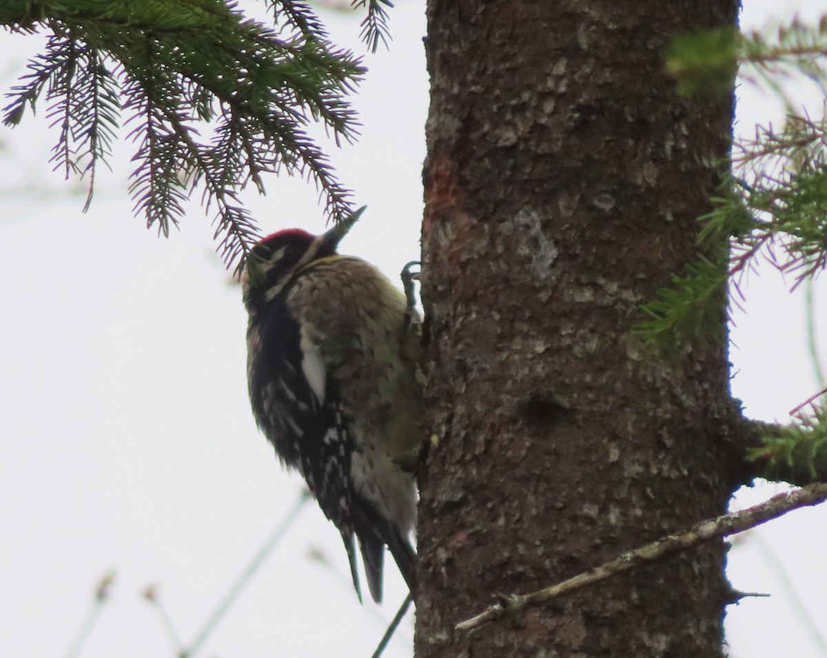 eBird Checklist 21 Apr 2024 Rang du PetitBuckland, StLazarede