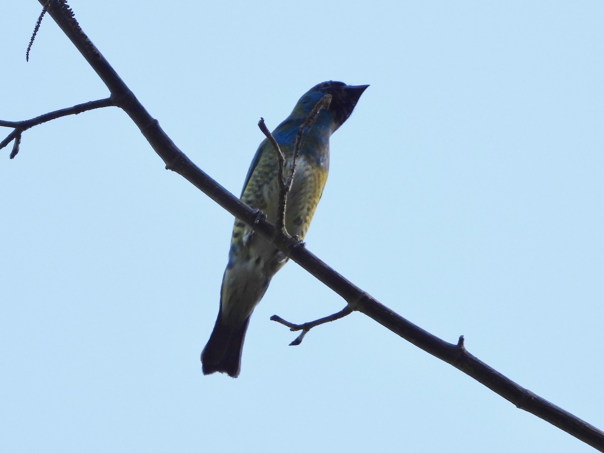 Swallow Tanager - ML617728470