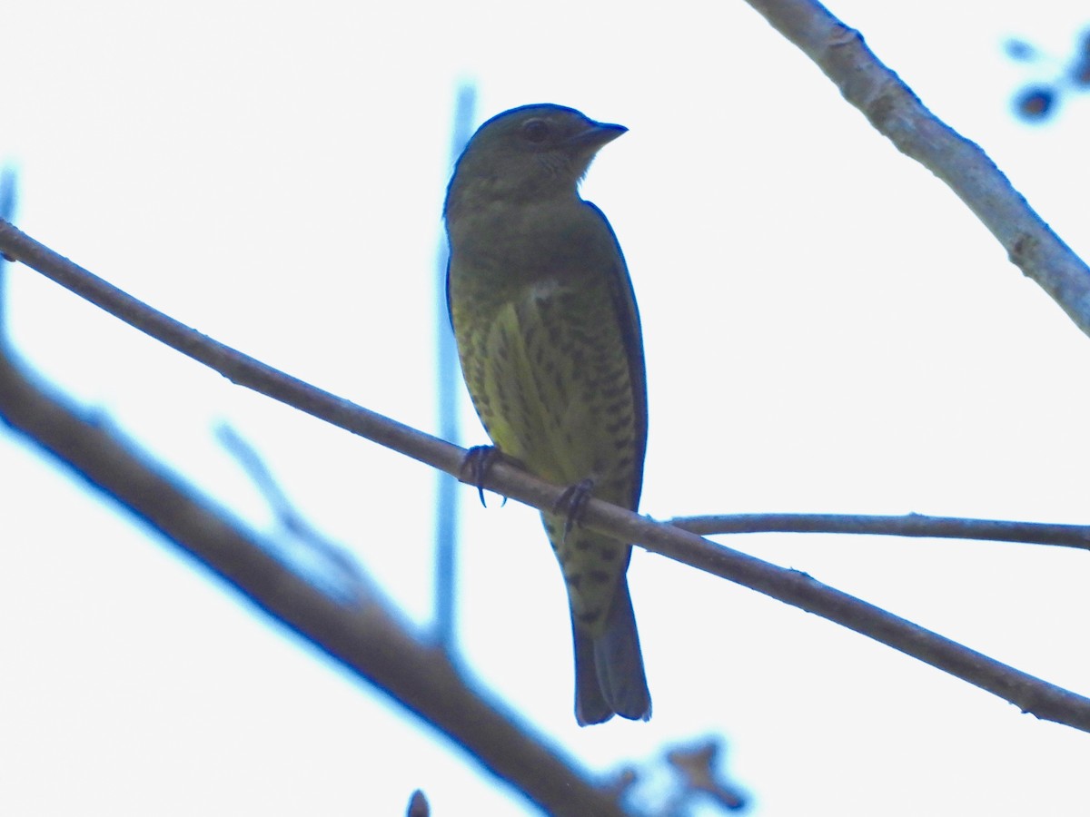Swallow Tanager - ML617728472