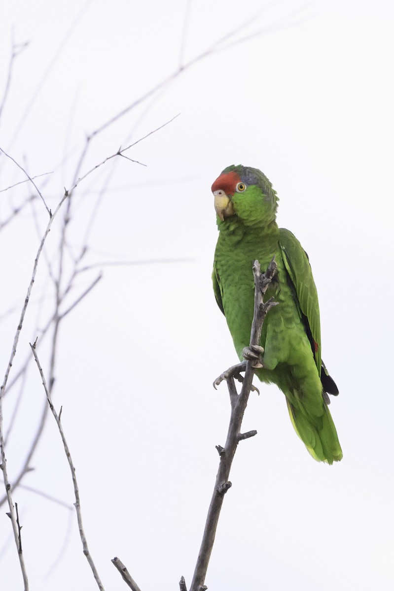 Red-crowned Parrot - ML617728488