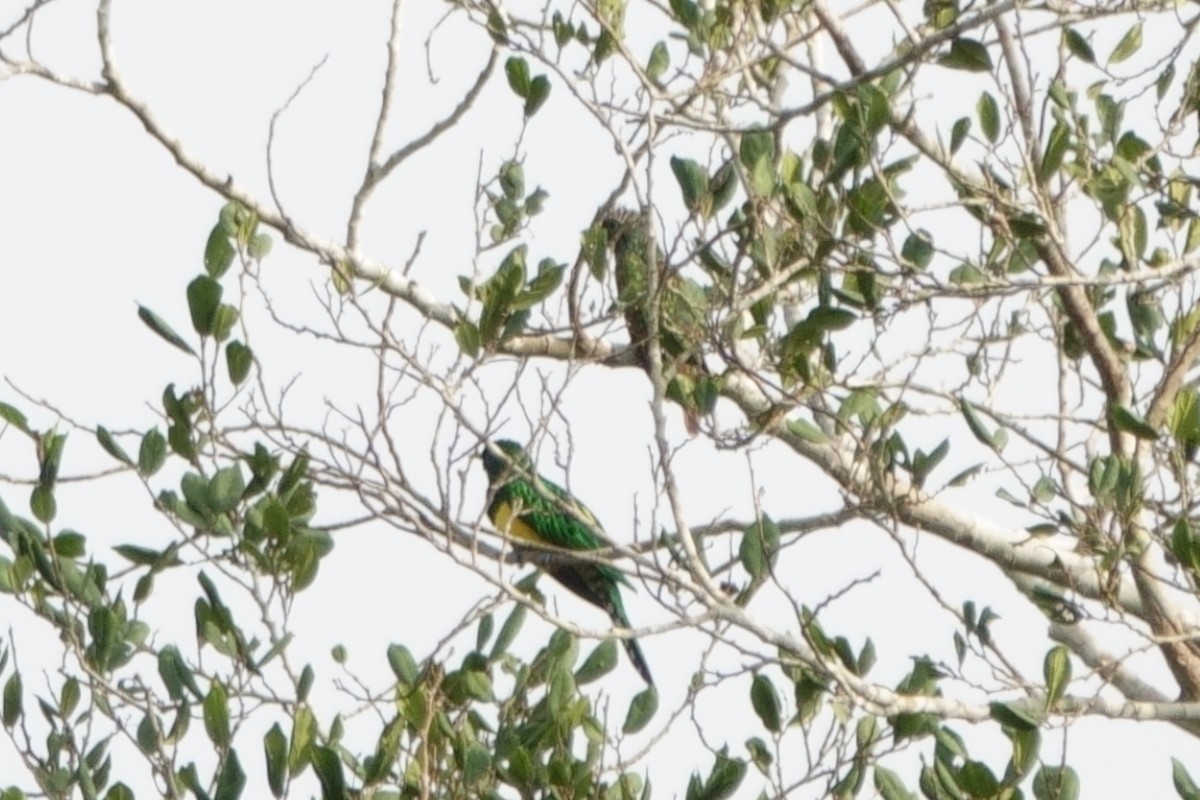 African Emerald Cuckoo (African) - ML617728496