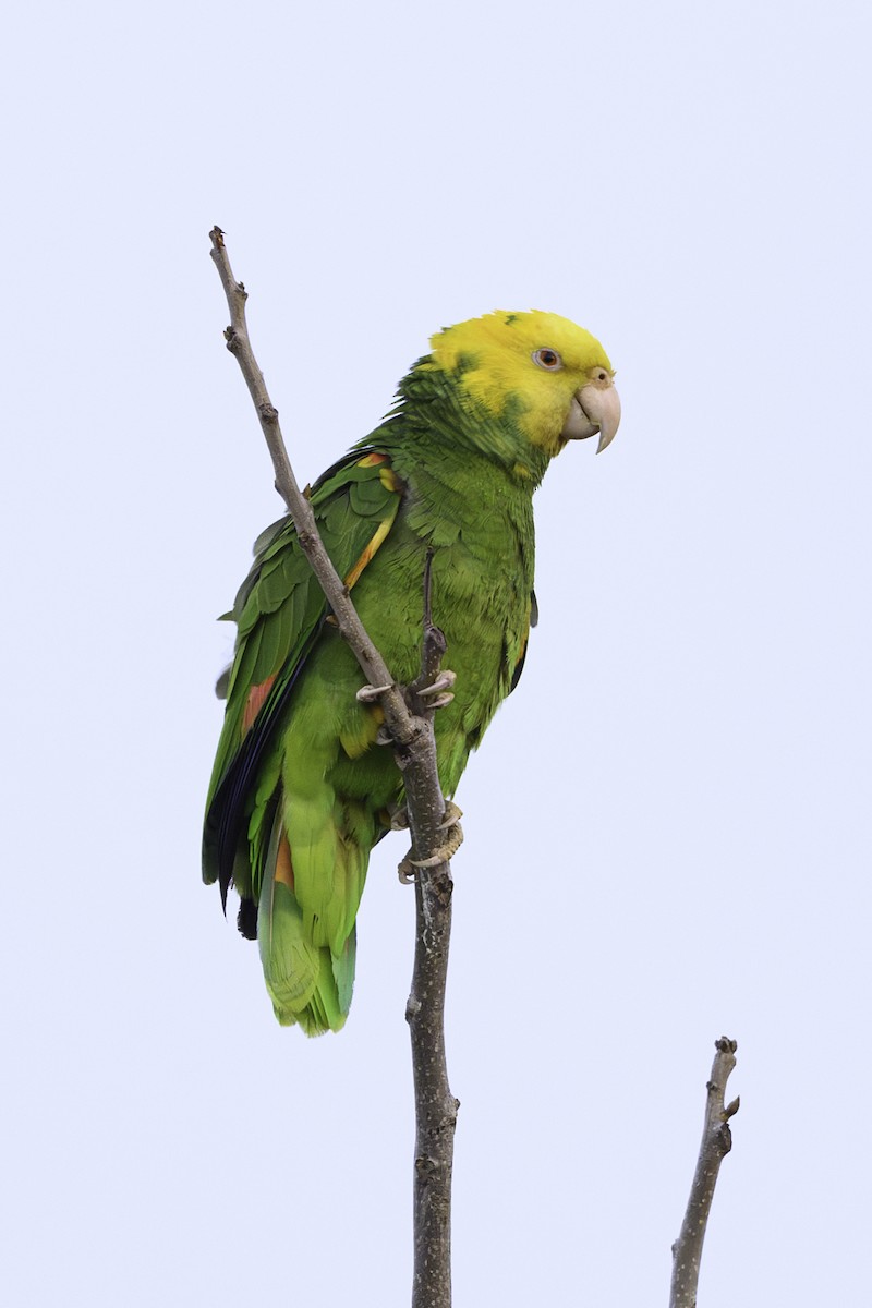 Yellow-headed Parrot - Amy Hudechek