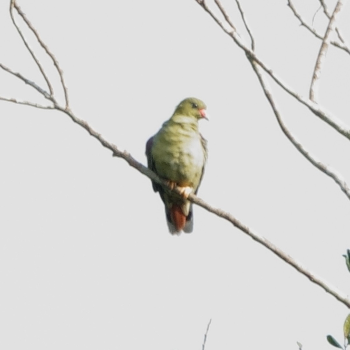 African Green-Pigeon (African) - ML617728538