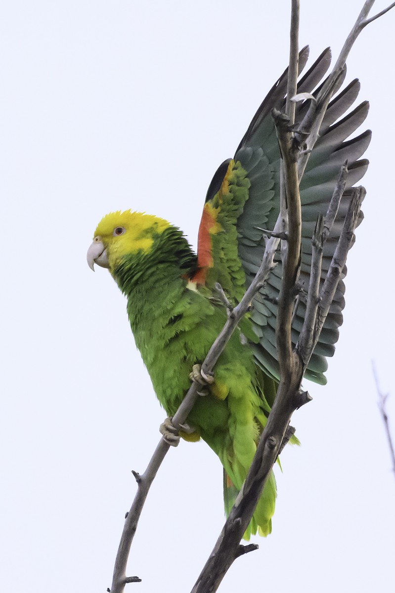 Yellow-headed Parrot - ML617728541