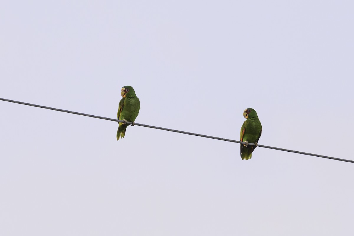 White-fronted Parrot - ML617728561