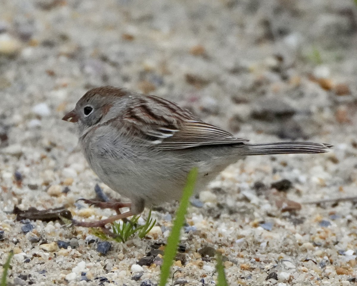 Field Sparrow - ML617728623