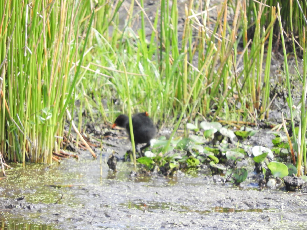 Common Gallinule - Donna Summers