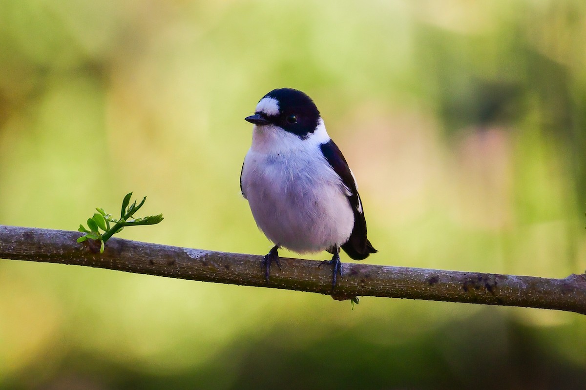 Collared Flycatcher - Watter AlBahry