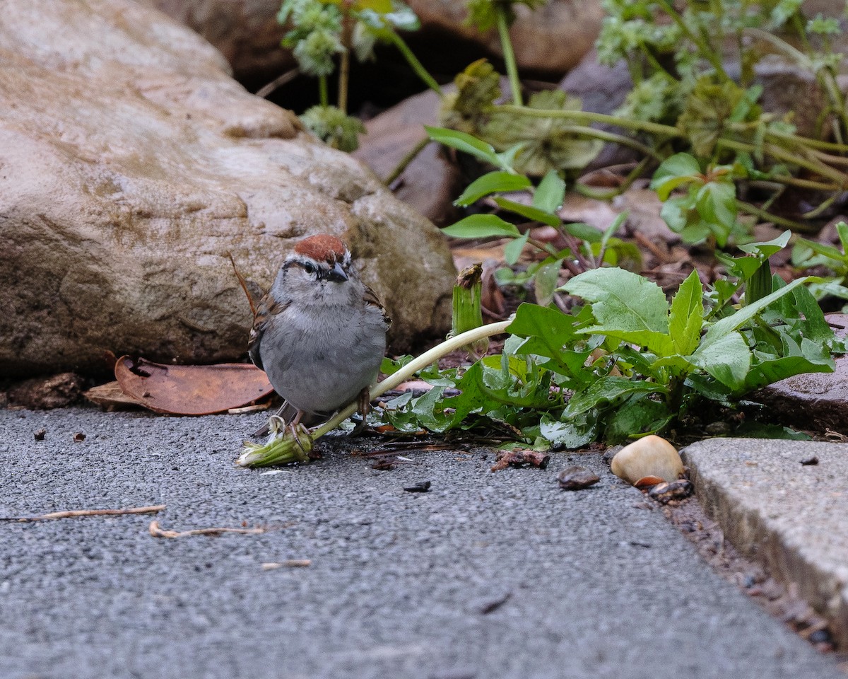 Chipping Sparrow - ML617728754