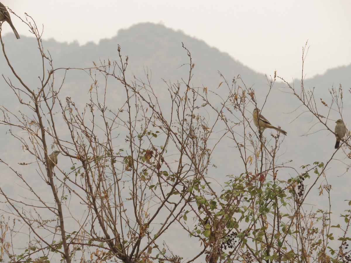 White-banded Mockingbird - Dickson Jorquera