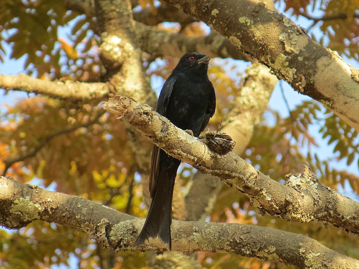 Fork-tailed Drongo - ML617728792