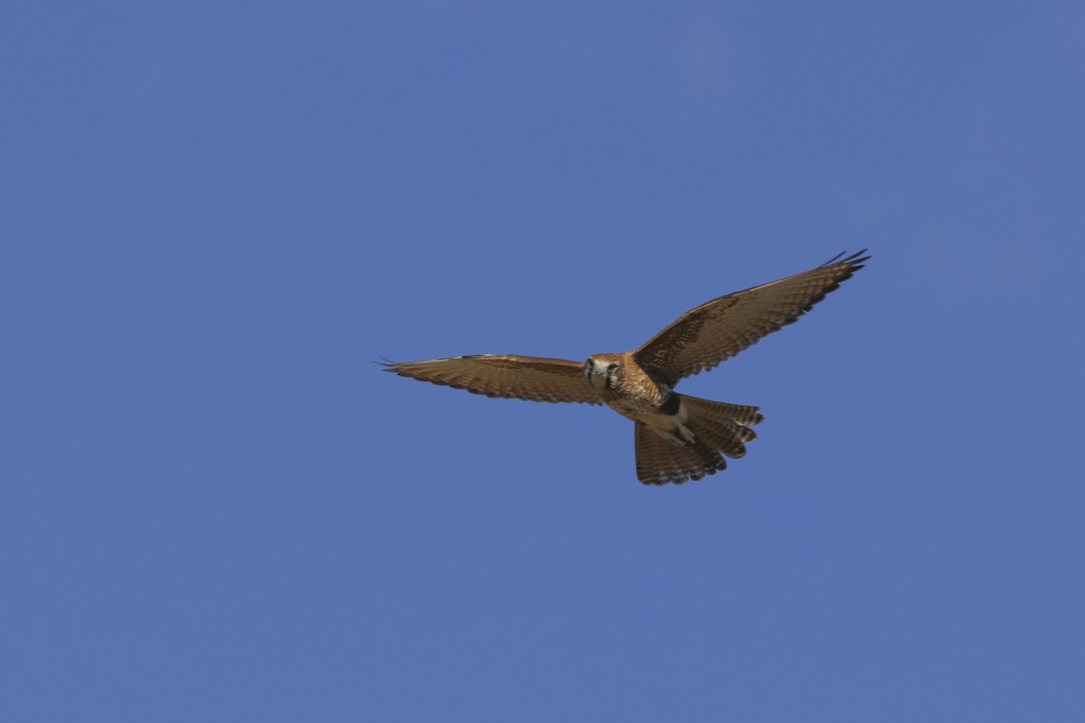 Brown Falcon - Warren Rowland