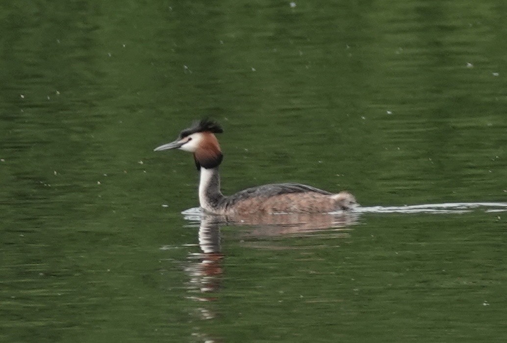 Great Crested Grebe - ML617728852