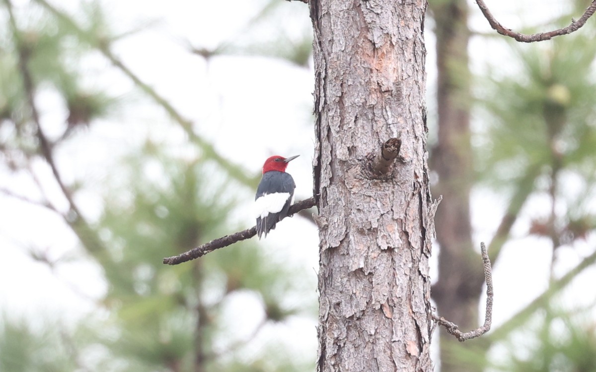 Red-headed Woodpecker - Jill Falasco
