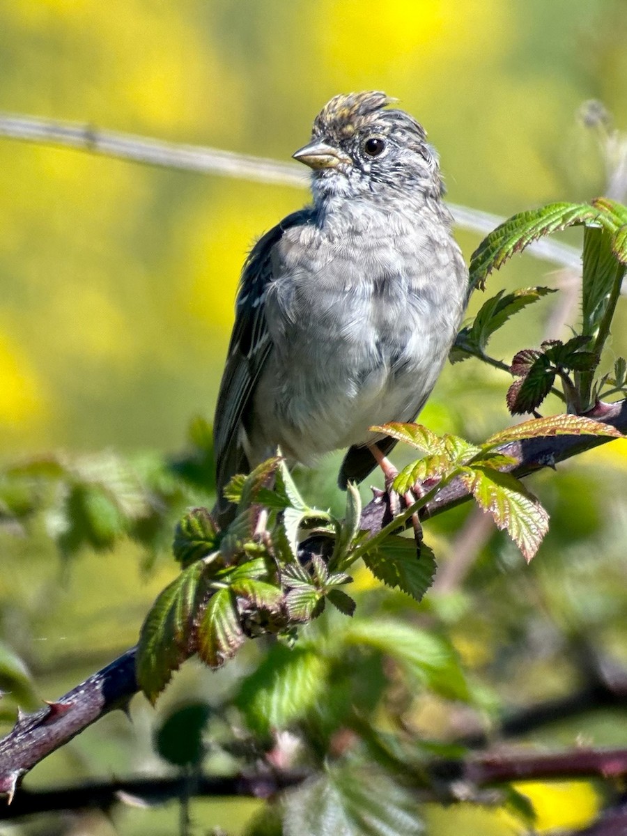 Golden-crowned Sparrow - ML617728901