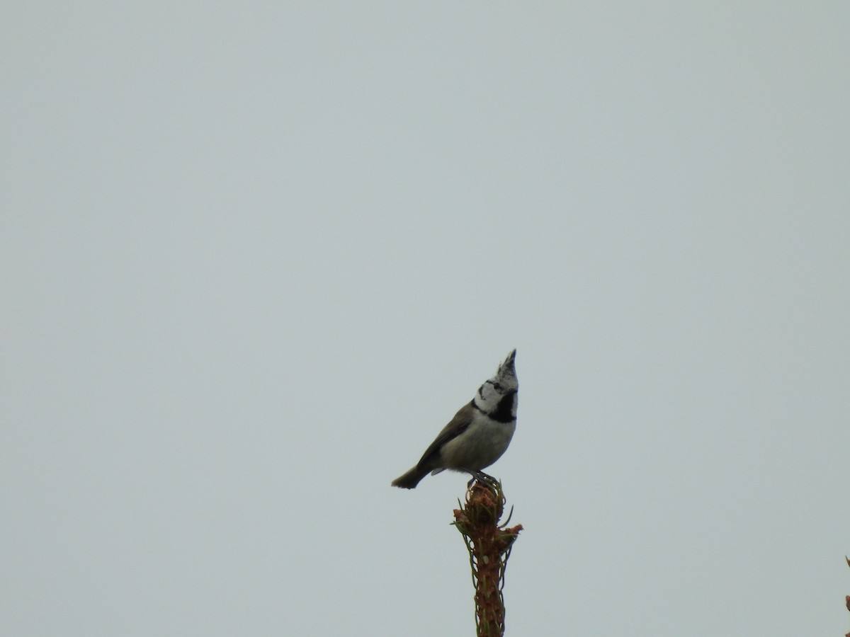 Crested Tit - ML617728907