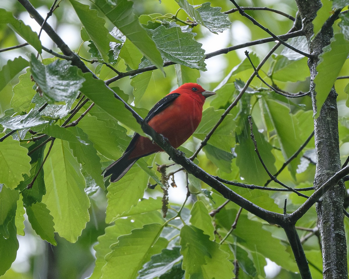 Scarlet Tanager - ML617728908