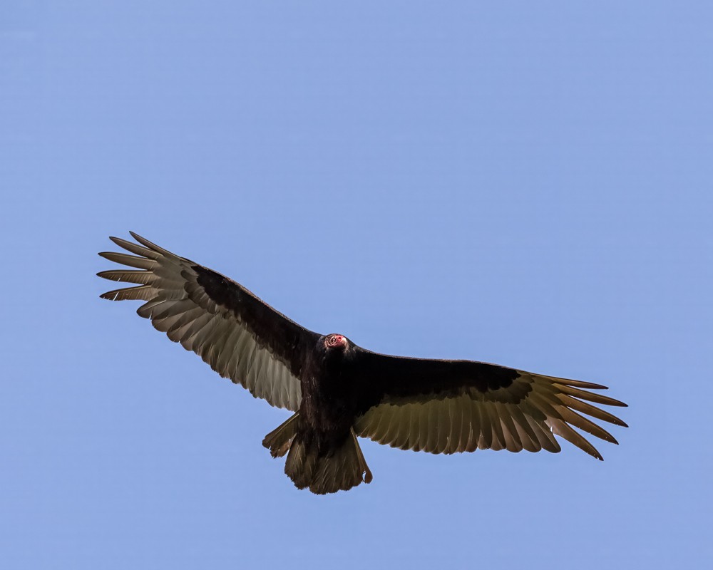 Turkey Vulture - ML617728939
