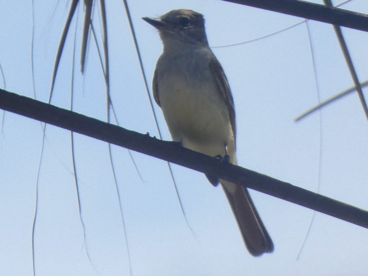 eBird Checklist 21 Apr 2024 Egmont Key NWR 34 species (+1 other taxa)
