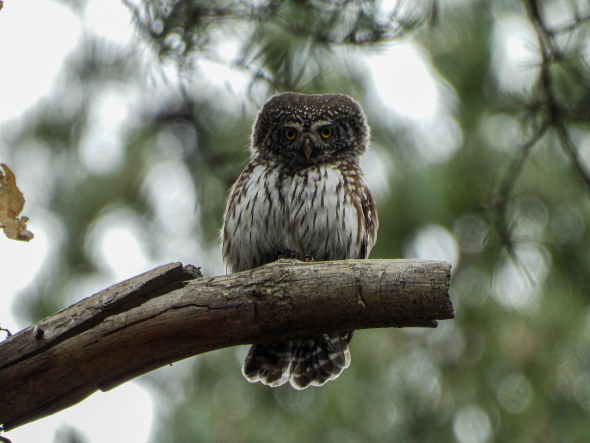 Eurasian Pygmy-Owl - ML617728981