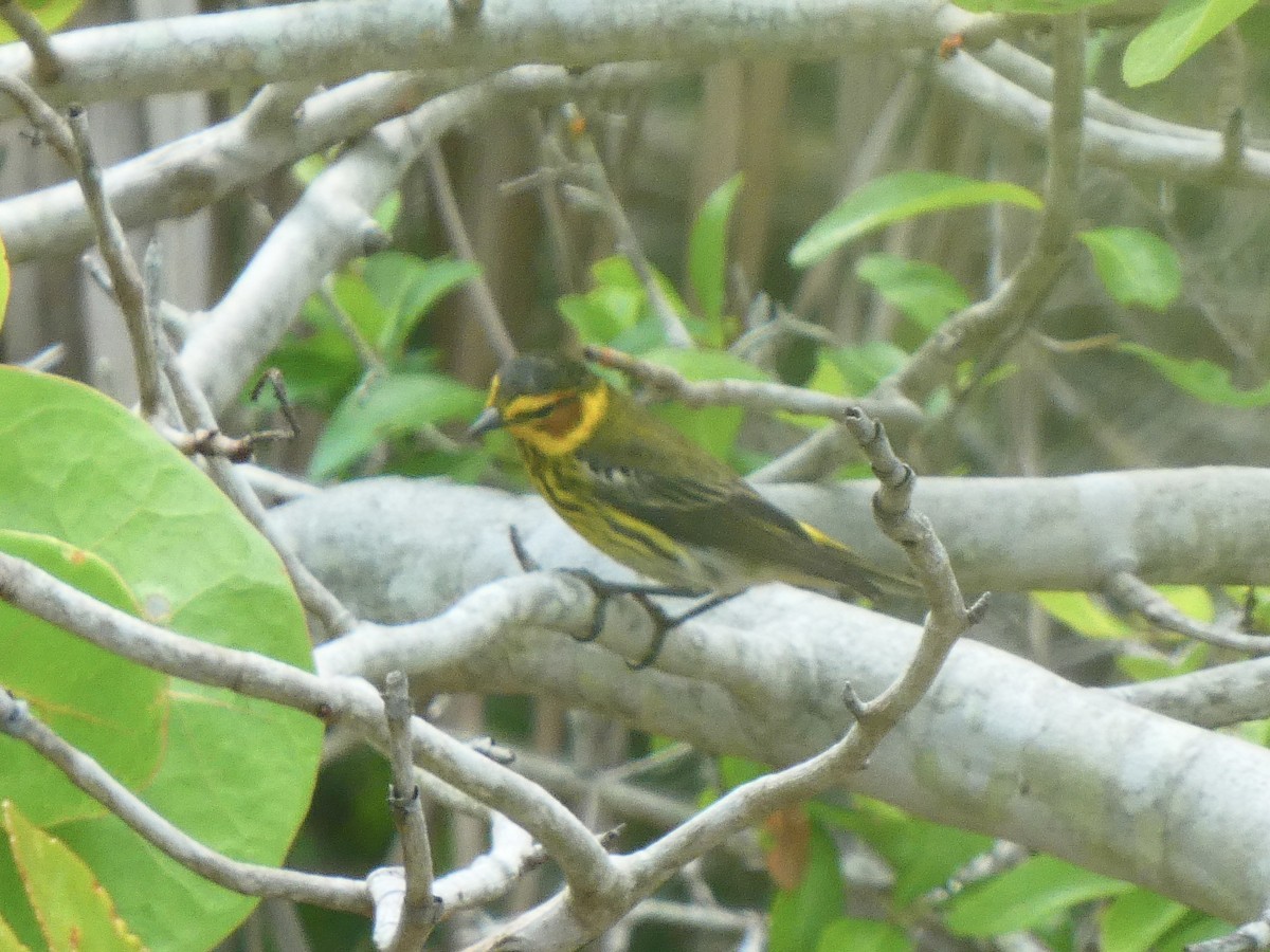 Cape May Warbler - ML617729006