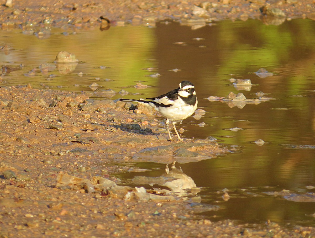 African Pied Wagtail - ML617729102