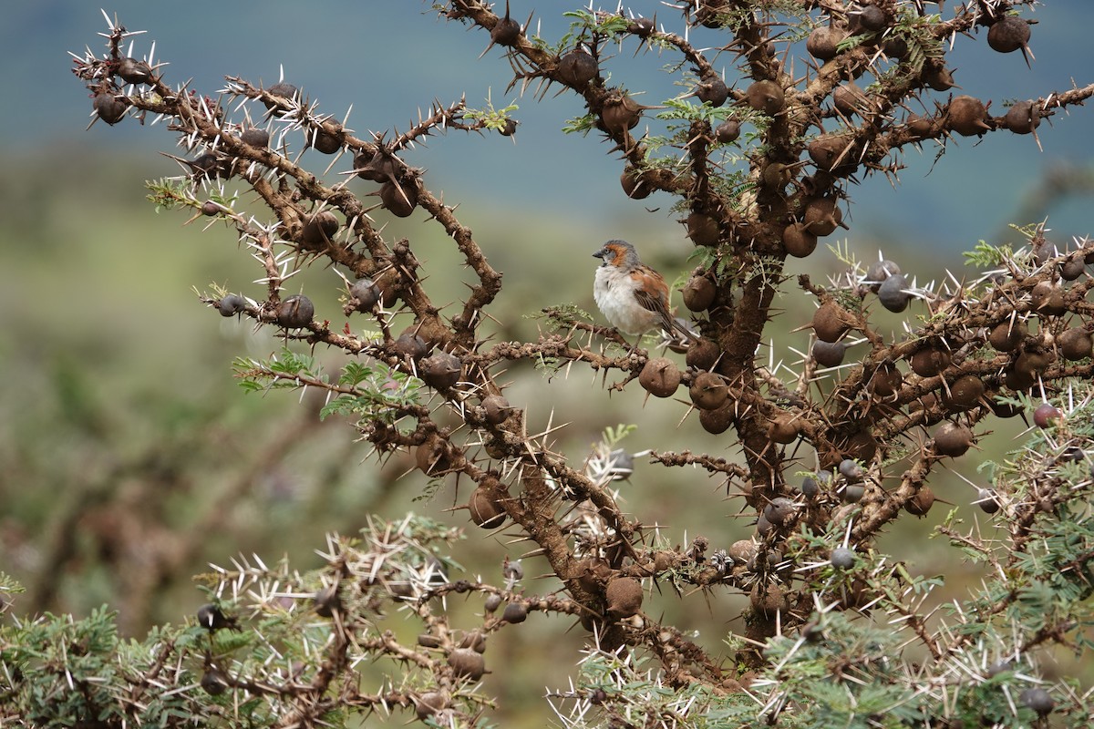 Kenya Rufous Sparrow - ML617729141