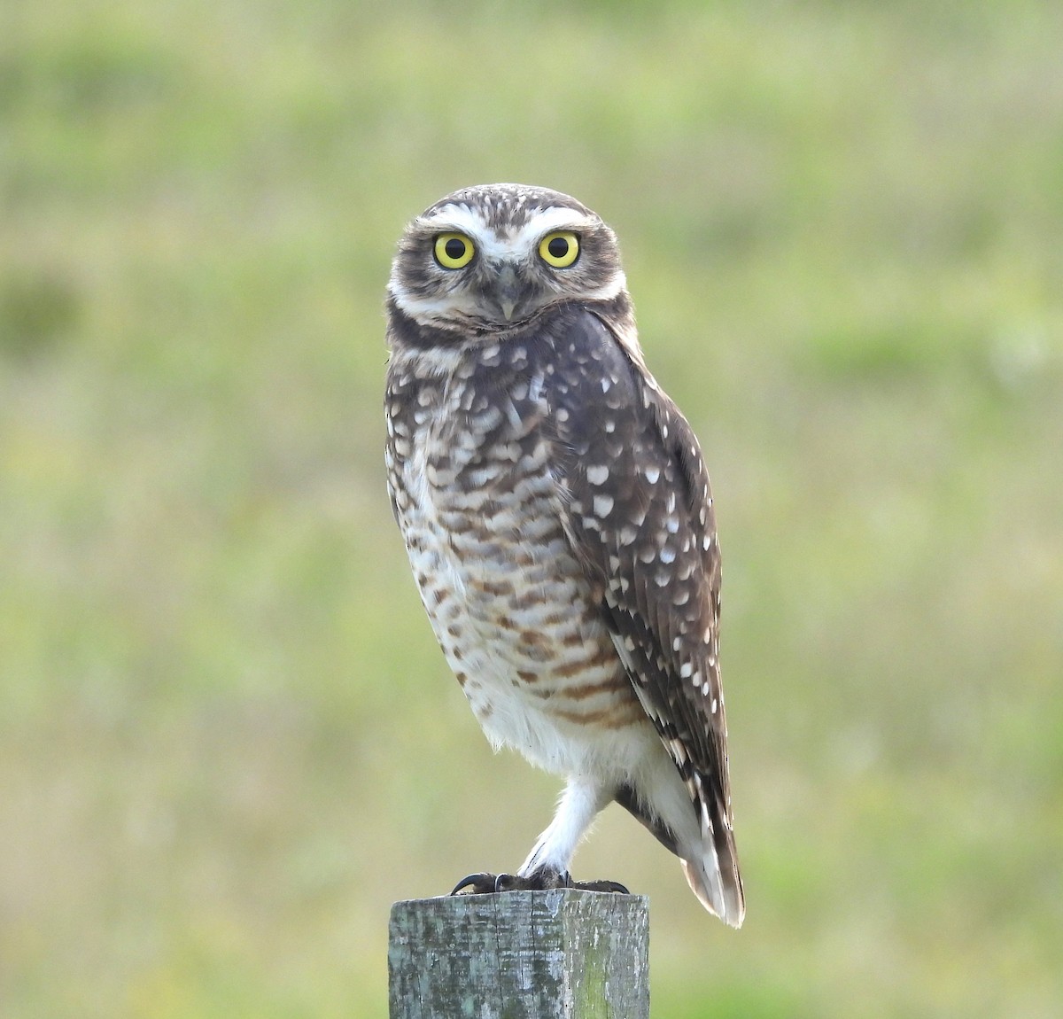 Burrowing Owl - ML617729145