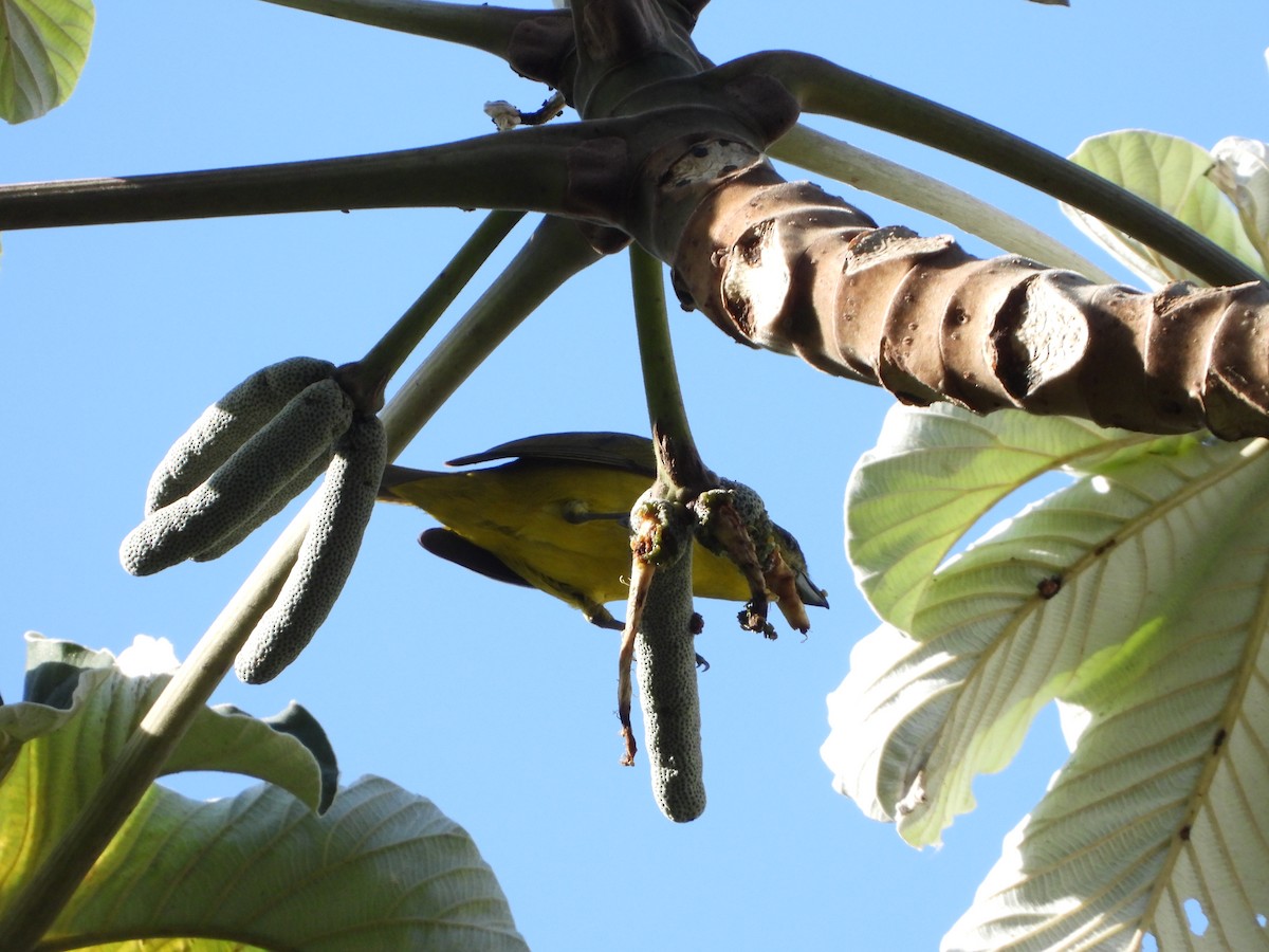 Thick-billed Euphonia - Jeanette Frazier