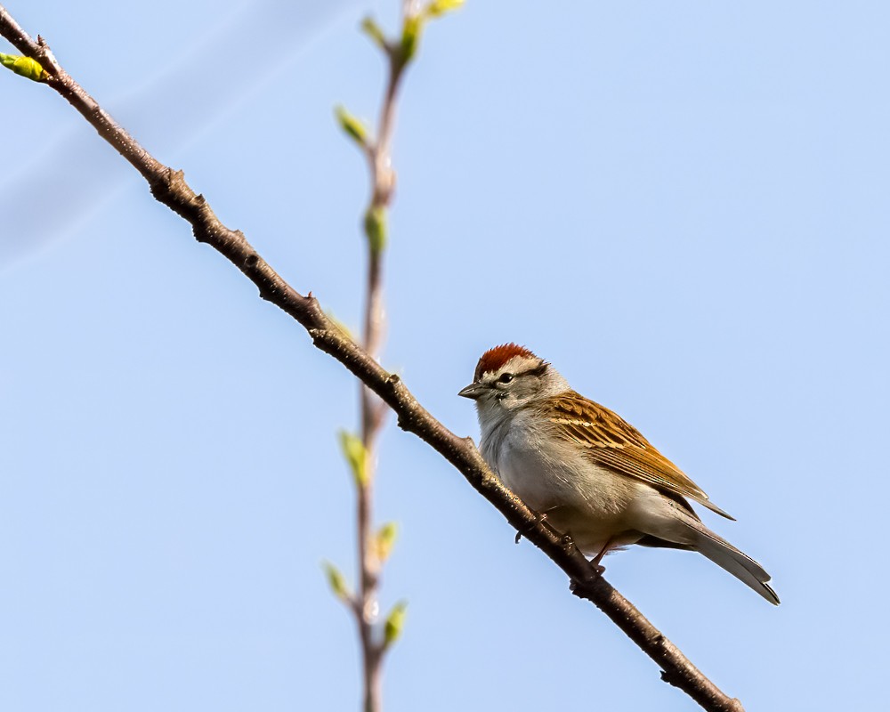 Chipping Sparrow - ML617729185