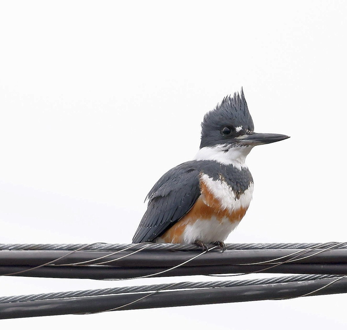 Belted Kingfisher - ML617729207