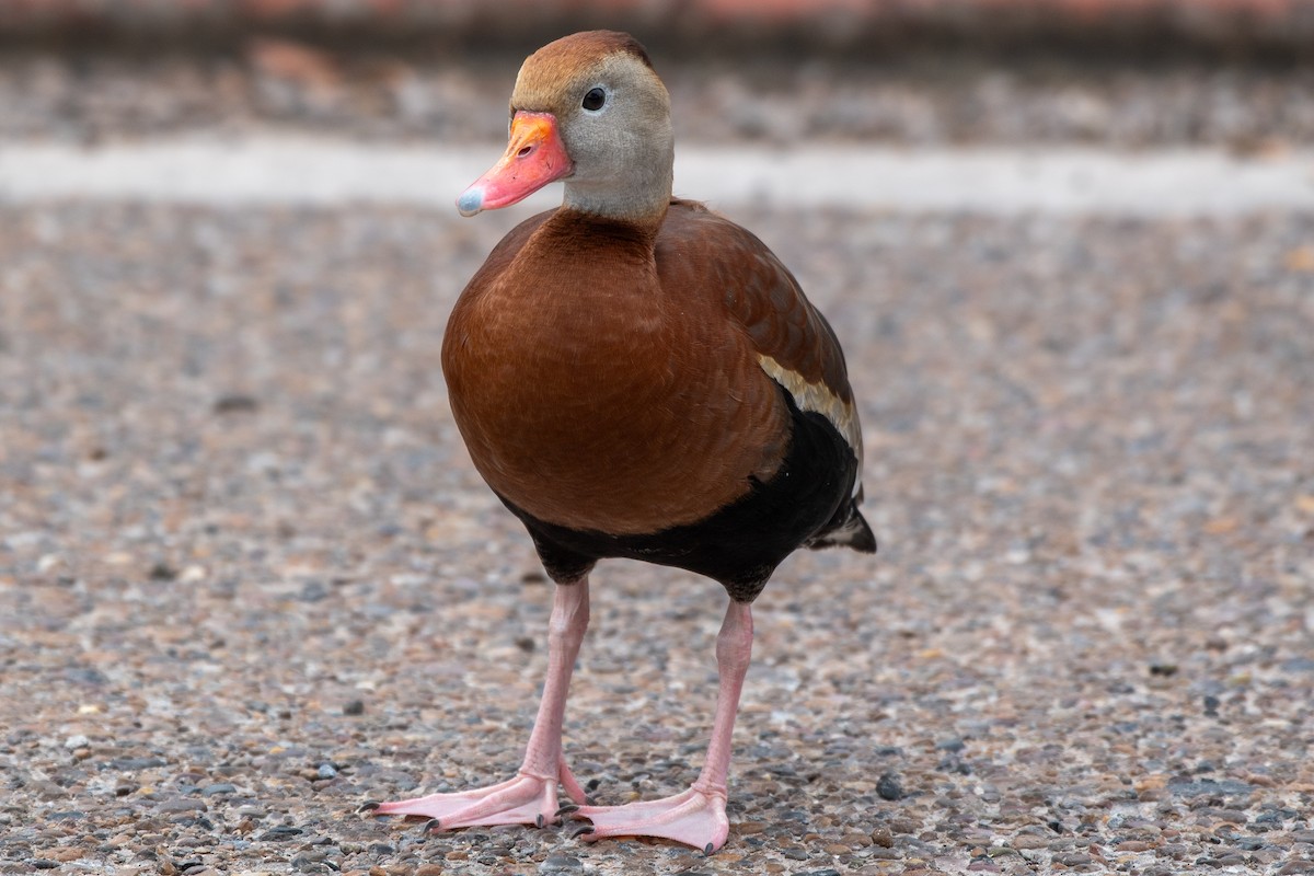 Black-bellied Whistling-Duck (fulgens) - ML617729231