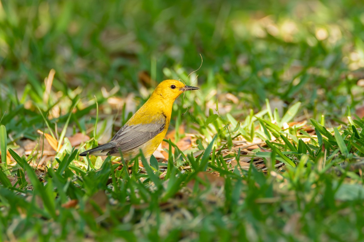 Prothonotary Warbler - ML617729241