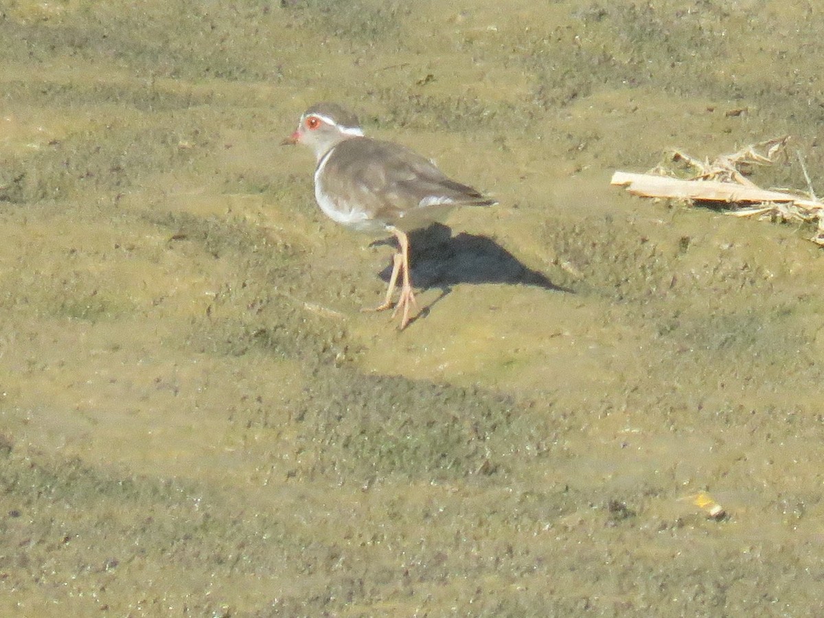 Three-banded Plover (African) - ML617729273